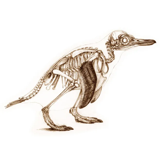little penguin lrg.jpg